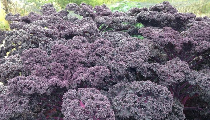 Large clump of red coloured kale