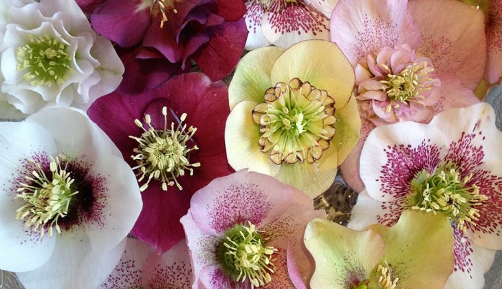 Close up of different coloured flower heads floating in a bowl of water