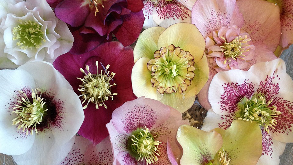 Close up of different coloured flower heads floating in a bowl of water