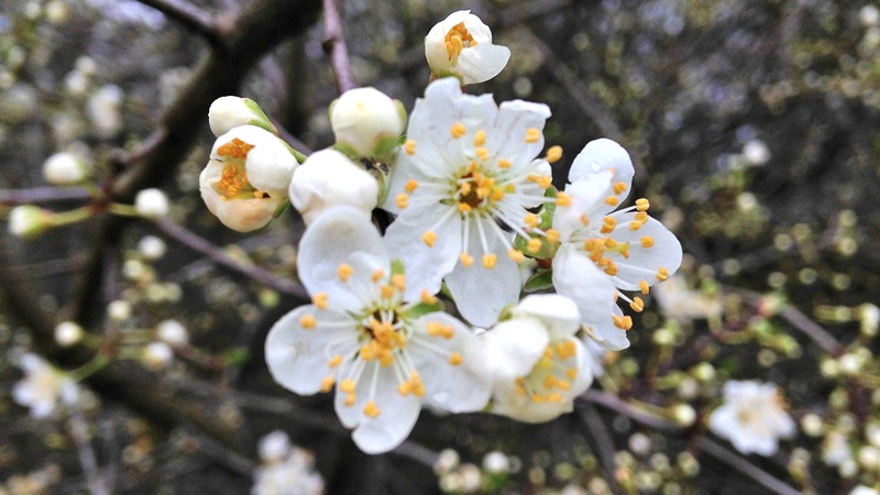 Close up of white Blackthorn blossom with yellow spears coming out from the centre