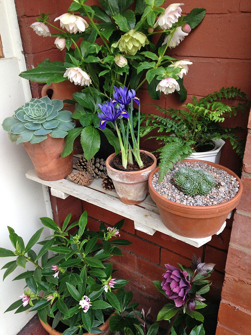 Flowering pots on a shelf in the porch, with more potted plants beneath
