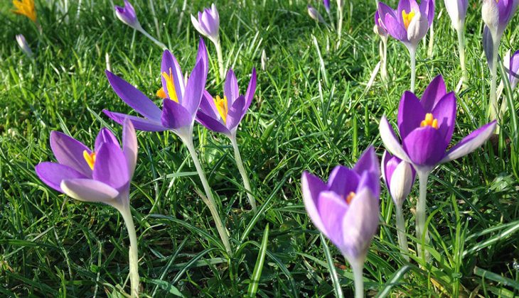 Purple crocus flowers pierce through the grass