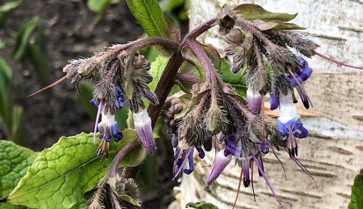 Trachystemon orientalis IMG