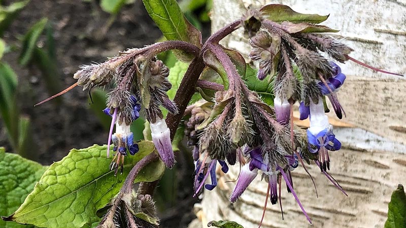 Trachystemon orientalis IMG