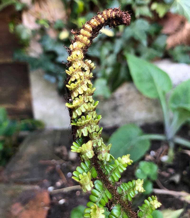 Dryopteris