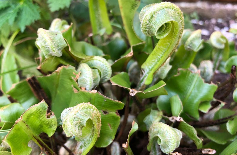 Hart’s tongue fern