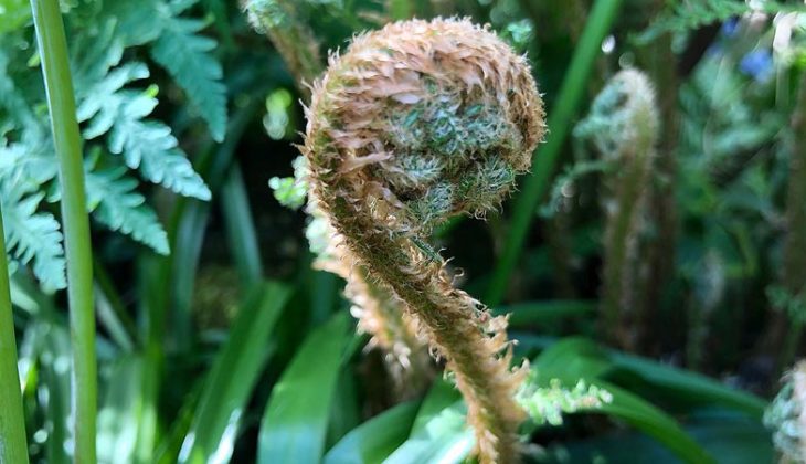 Lady fern feature