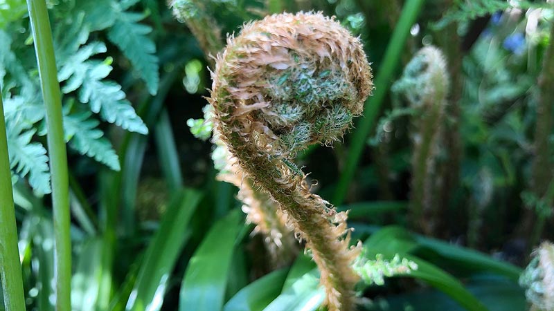 Lady fern feature