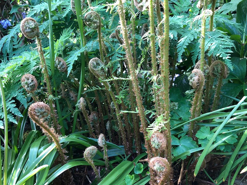 Lady fern