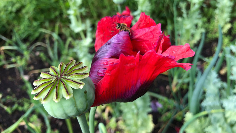 Bee on deep red poppy