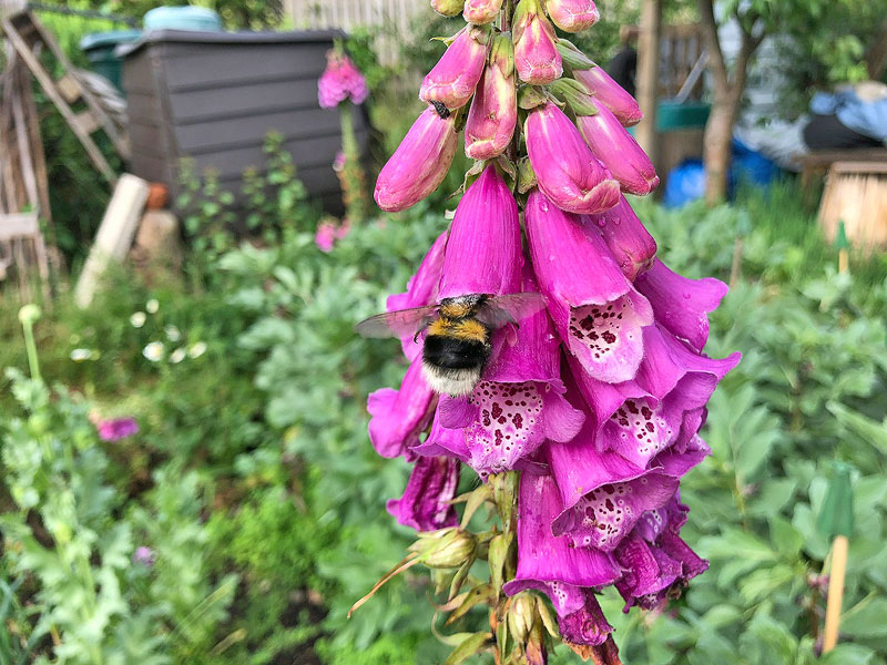 Bee nestled in the hood of a deep pink floxglove