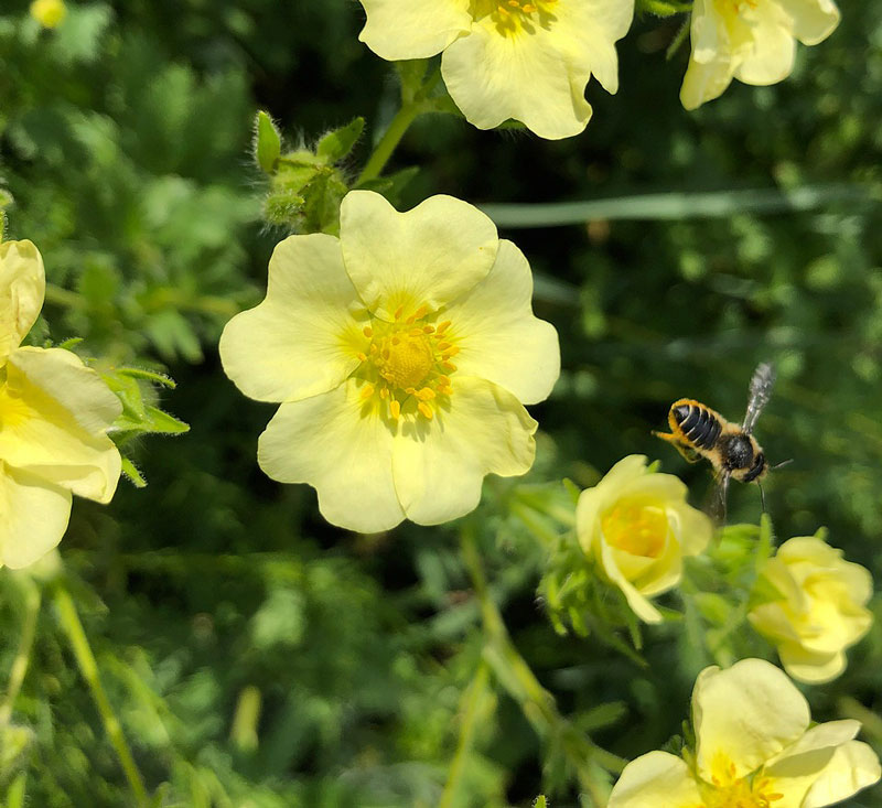 Bee hovering above pale yellow potentilla