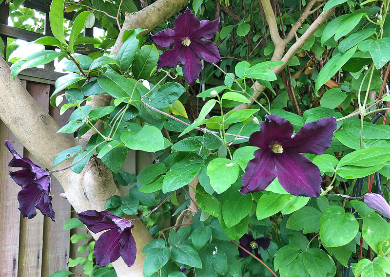 Deep purple Clematis ‘Romantika’ flowers against a wooden fence