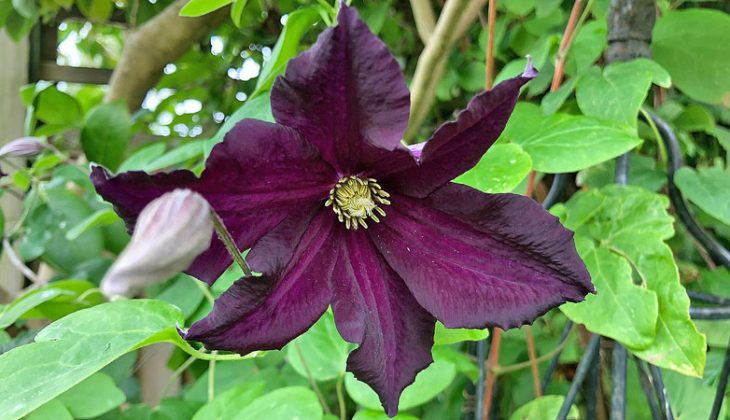 Close up of the deep purple Clematis ‘Romantika’