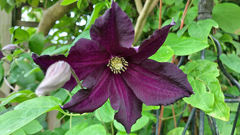 Close up of the deep purple Clematis ‘Romantika’