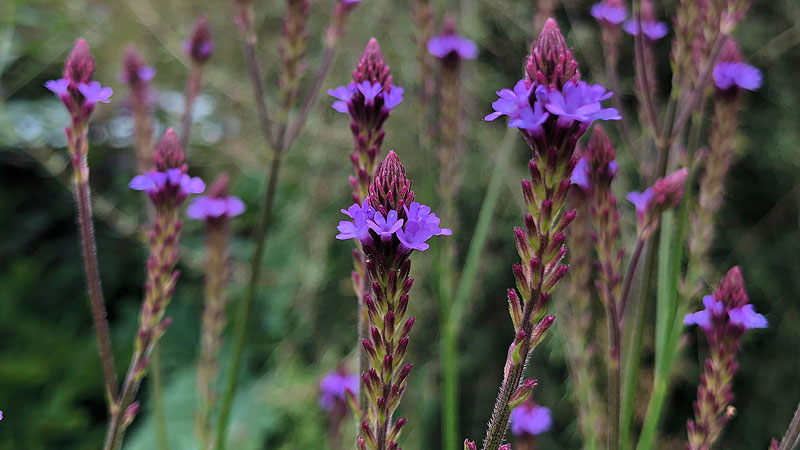 Verbena macdougalii ‘Lavender Spires’