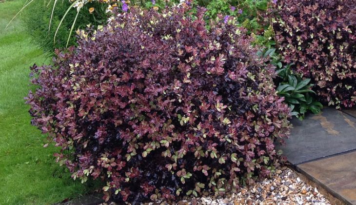 Close up of Tom Thumb shrub