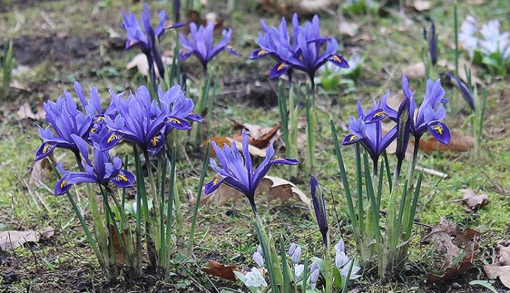 Iris reticulata