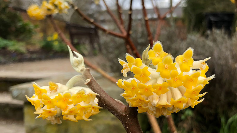 Close up of Edgeworthia chrysantha
