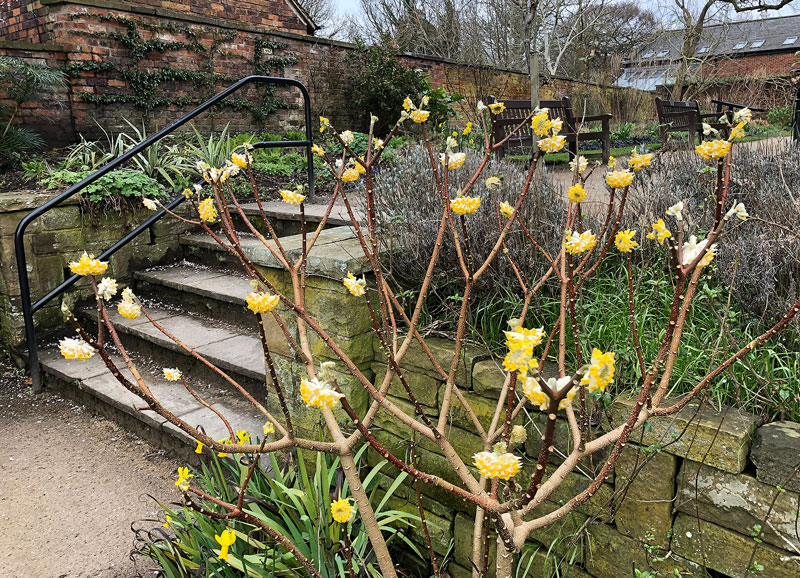 Edgeworthia chrysantha