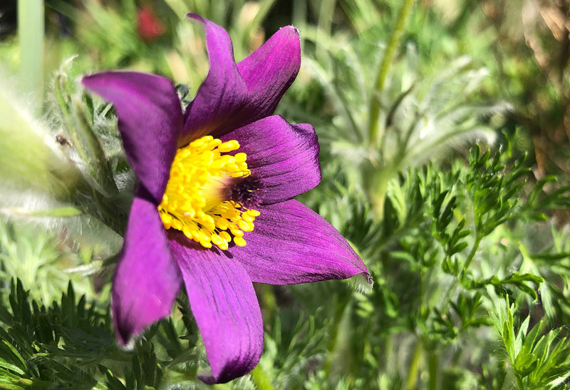 Full view of flower showing the purple petals and yellow centre