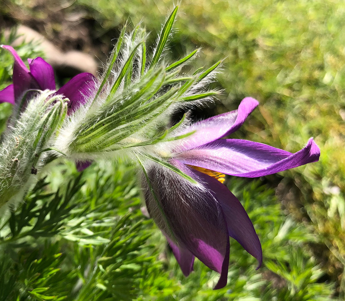 View of Pulsatilla vulgaris showing the flower's silky texture at the back
