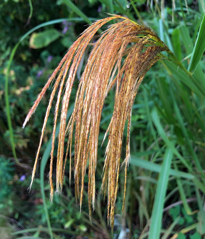 Close up of Miscanthus nepalensis