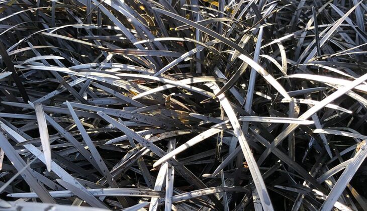 Close up of the long, dark leaves of Ophiopogon