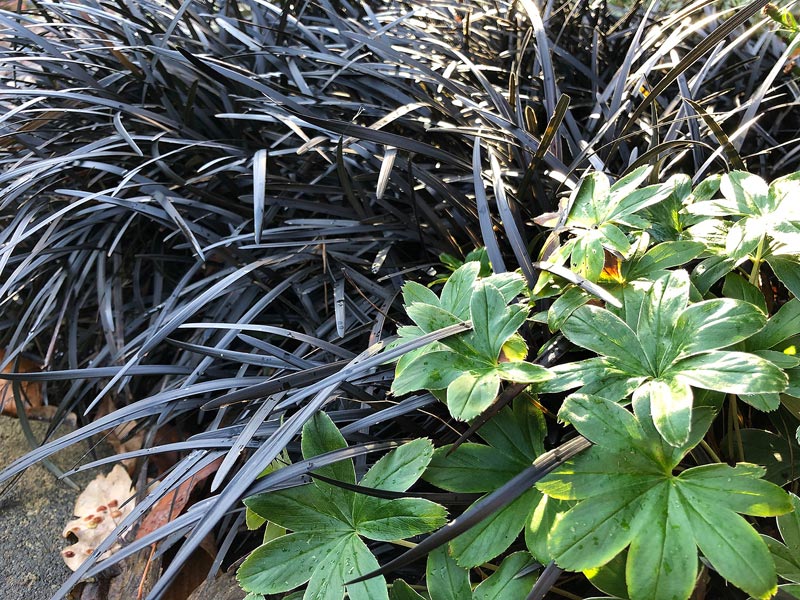Ophiopogon with other plants in a garden border