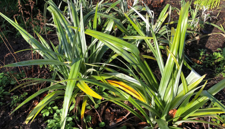 Astelia chathamica (Silver Spear)