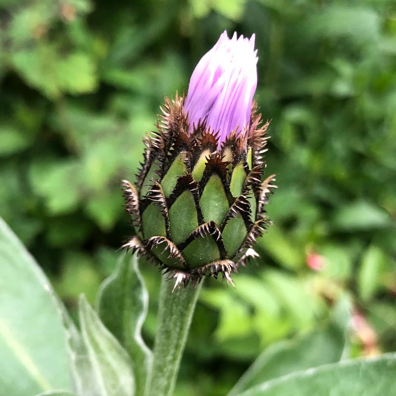 Bud of Centaurea montana ‘Carnea’