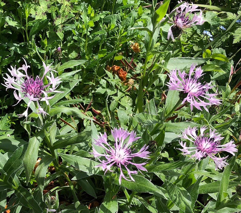 The pale purple star-shape flowers of Centaurea montana ‘Carnea’ in a border