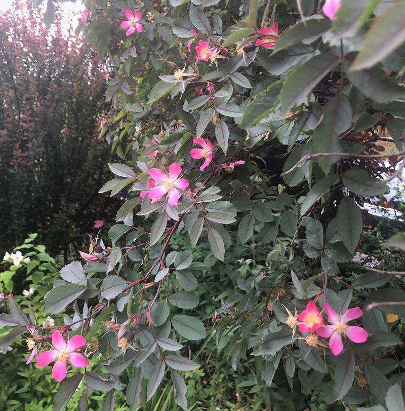 Rosa glauca flowers and silver green leaves in a border