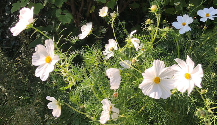 A border of Cosmos bipinnatus ‘Purity’ 
