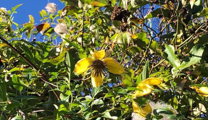 The yellow flower of clematis tangutica ‘Bill McKenzie’