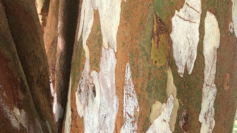 Close up of the bark of Chilean myrtle