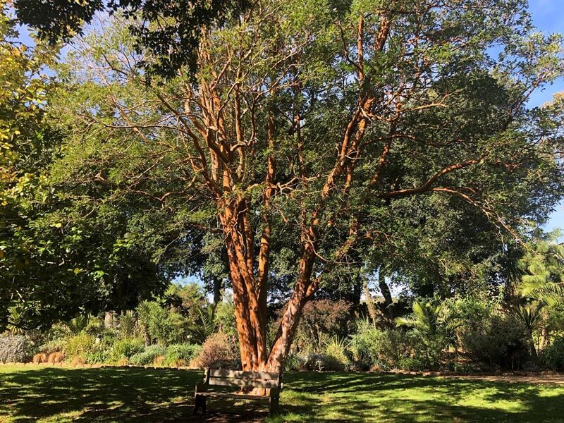 Chilean myrtle