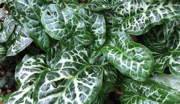 The thick dark green foliage of Arum italicum ‘Pictum’ veined with off-white lines