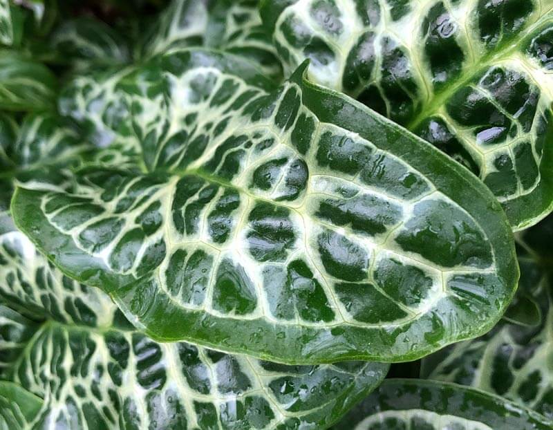 Close up of the thick, glossy dark green leaf of Arum italicum ‘Pictum’ veined with cream lines