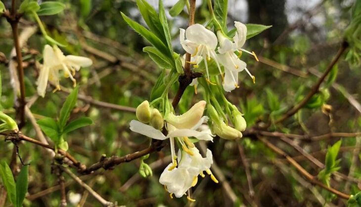 Winter honeysuckle