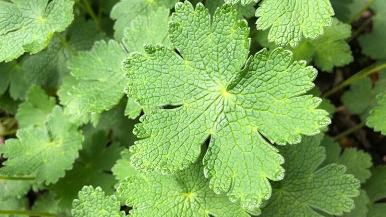 Button Geranium Geranium ‘Stephanie’ – Rootstock