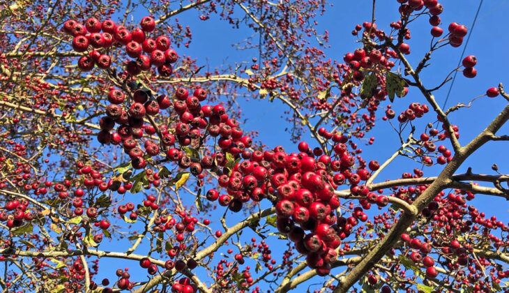 Close up of clusters of bright red hawthorn berries against a clear blue autumn sky