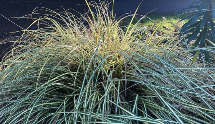 Carex oshimensis