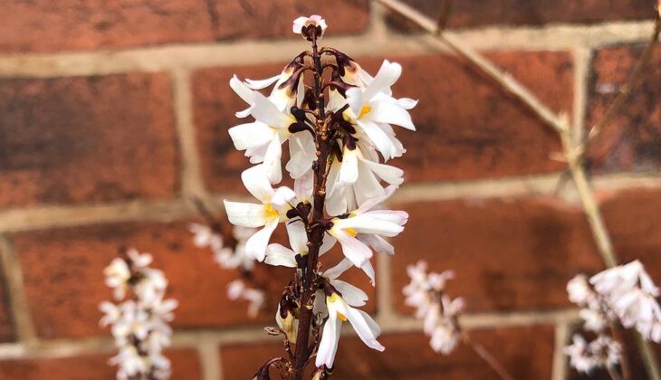 A close up of Abeliophyllum Distichum shows the small clusters of white flowers at the top of the stem.