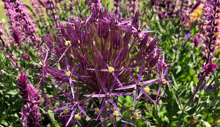 Close up of purple allium