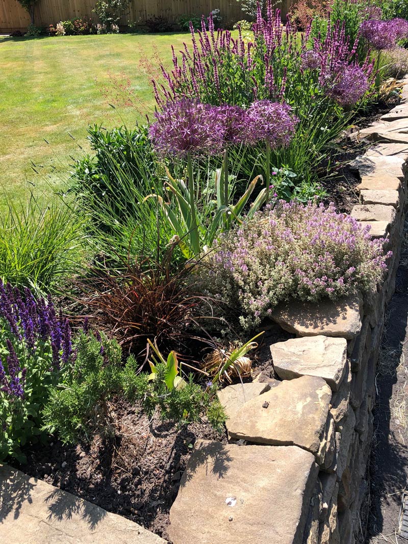 Summer view of various plants along the top of a dry stone wall.