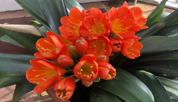 Clivia Miniata (natal Lily) has orange red petals and thick long dark green leaves