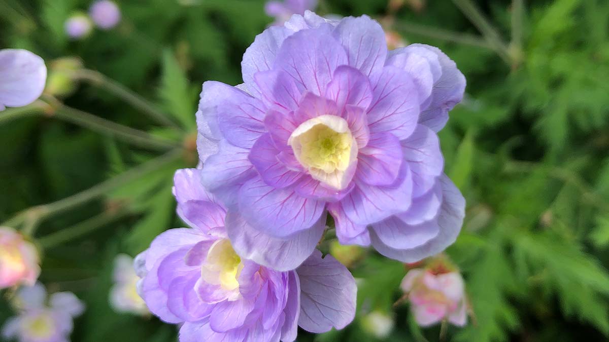 Button Geranium Geranium pratense ‘Summer Skies’ – Rootstock