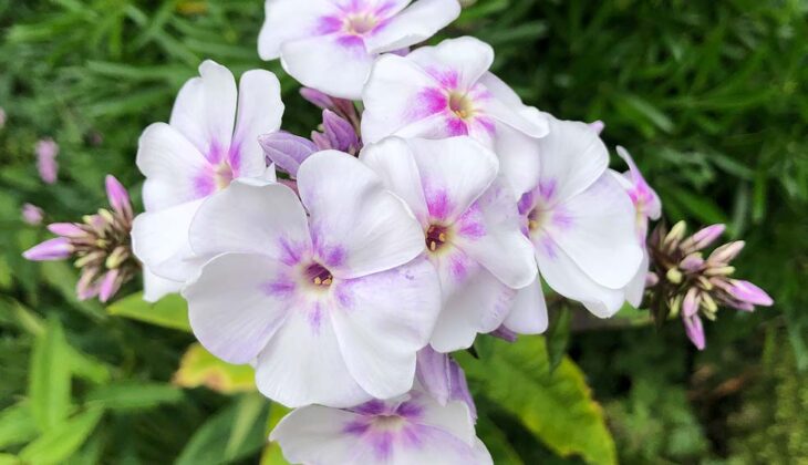 Phlox Paniculata Monica Lynden Bell