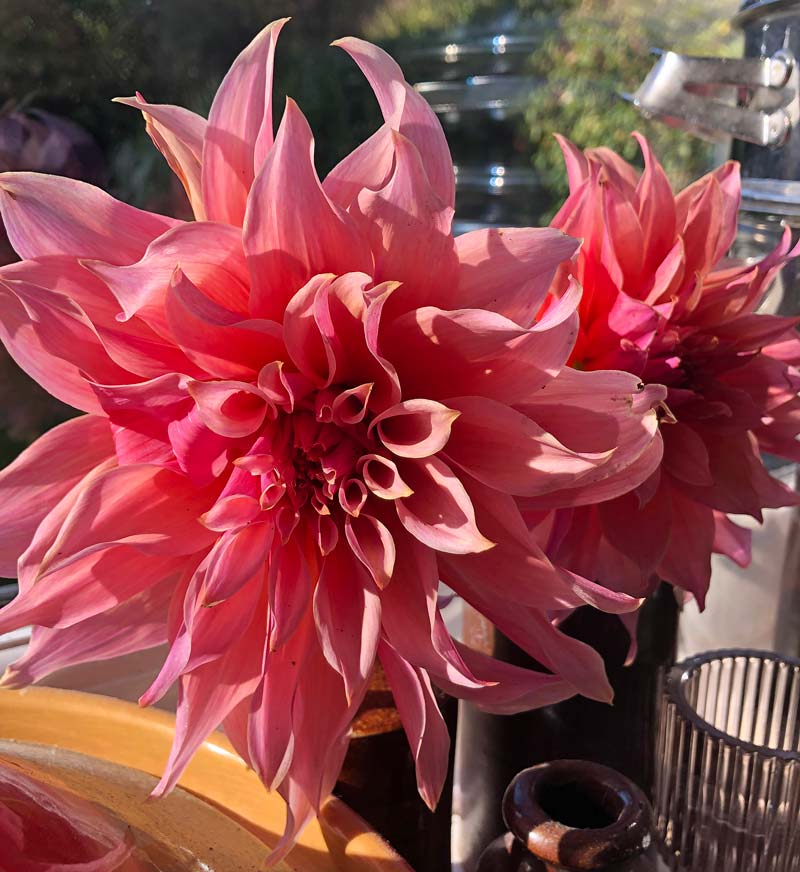 Dahlia 'Labyrinth'